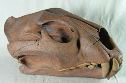 Lion Skull by Olivier Peter-Contesse