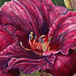 Cecelia Venolia gallery