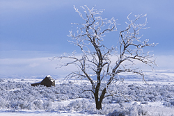 Snowy Tree by Philip McCrain